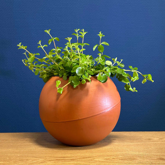 Globee Terracotta plantenpot met warme terracottakleur en rustiek design voor binnen en buiten