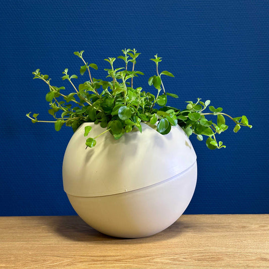 Elegante zandkleurige Globee Sand plantenpot voor interieurdecoratie
