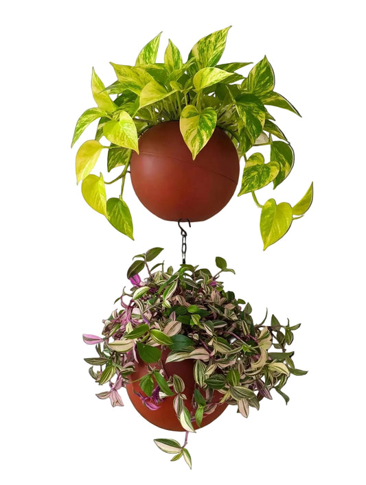 Globee Terracotta