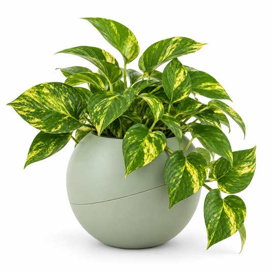 Globee Olive