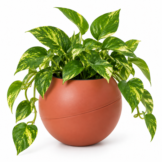 Globee Terracotta