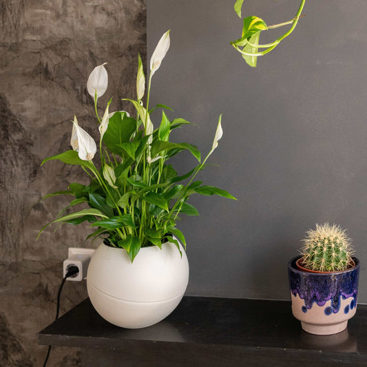 Globee White moderne witte plantenpot voor minimalistisch interieur