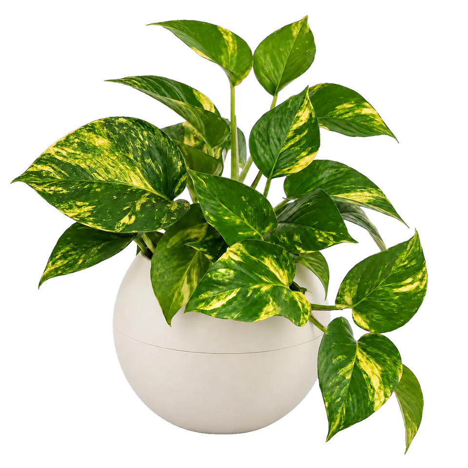 Epipremnum in een Globee White