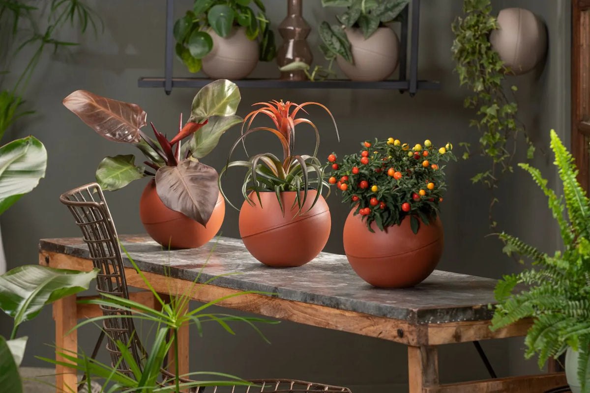 Drie terracotta Globees met planten op een houten tafel