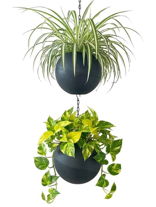 Moderne Globee Antraciet plantenpot met matte antracietkleur voor interieurdecoratie