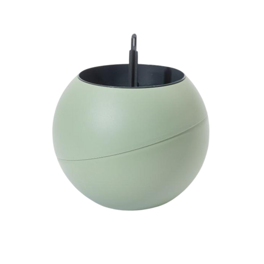 Globee Olive