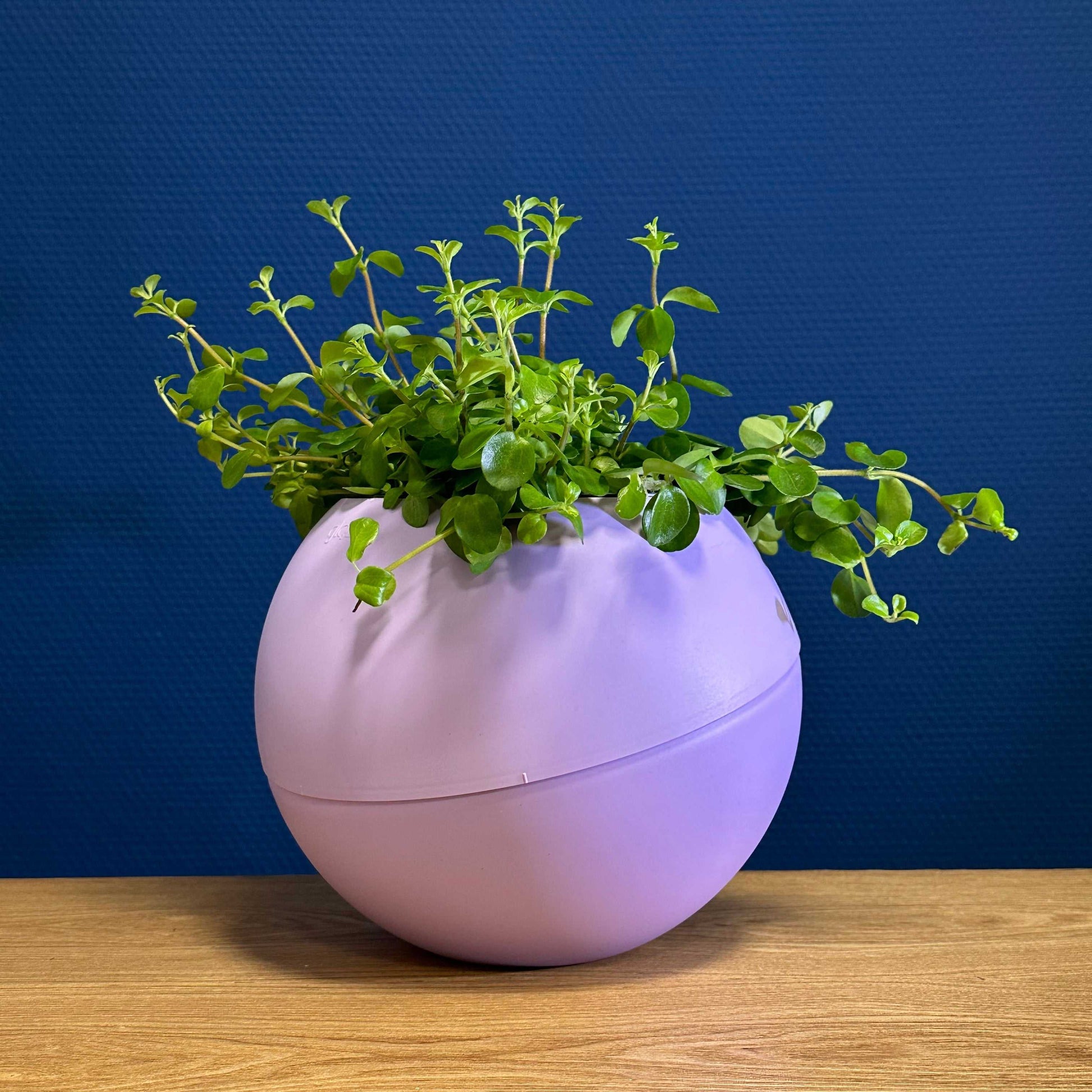 lilac plant pot Globee® Lilac