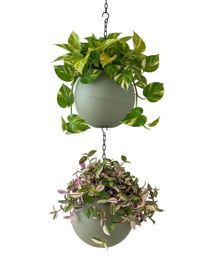 Globee Olive