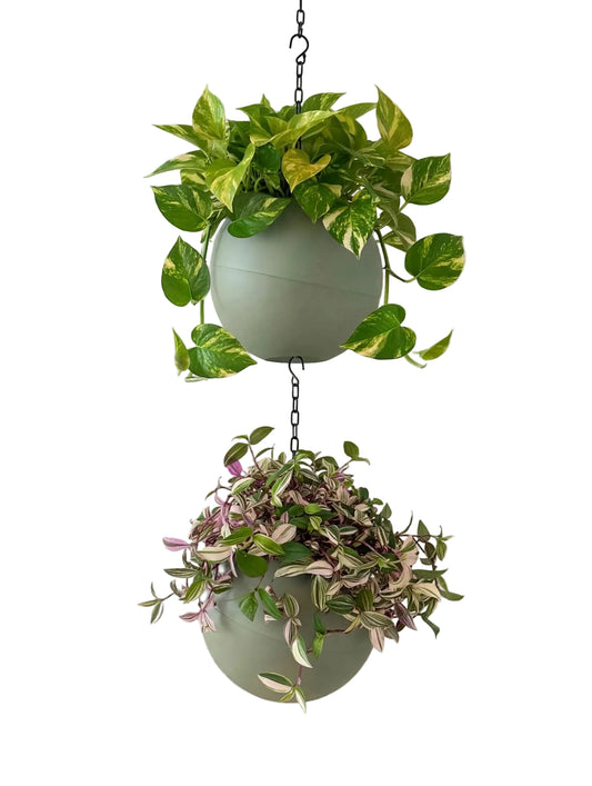 Globee Olive