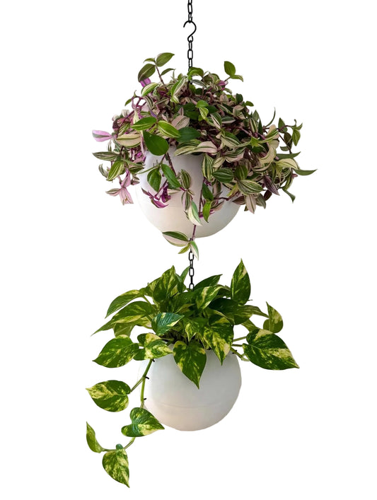 Globee White 