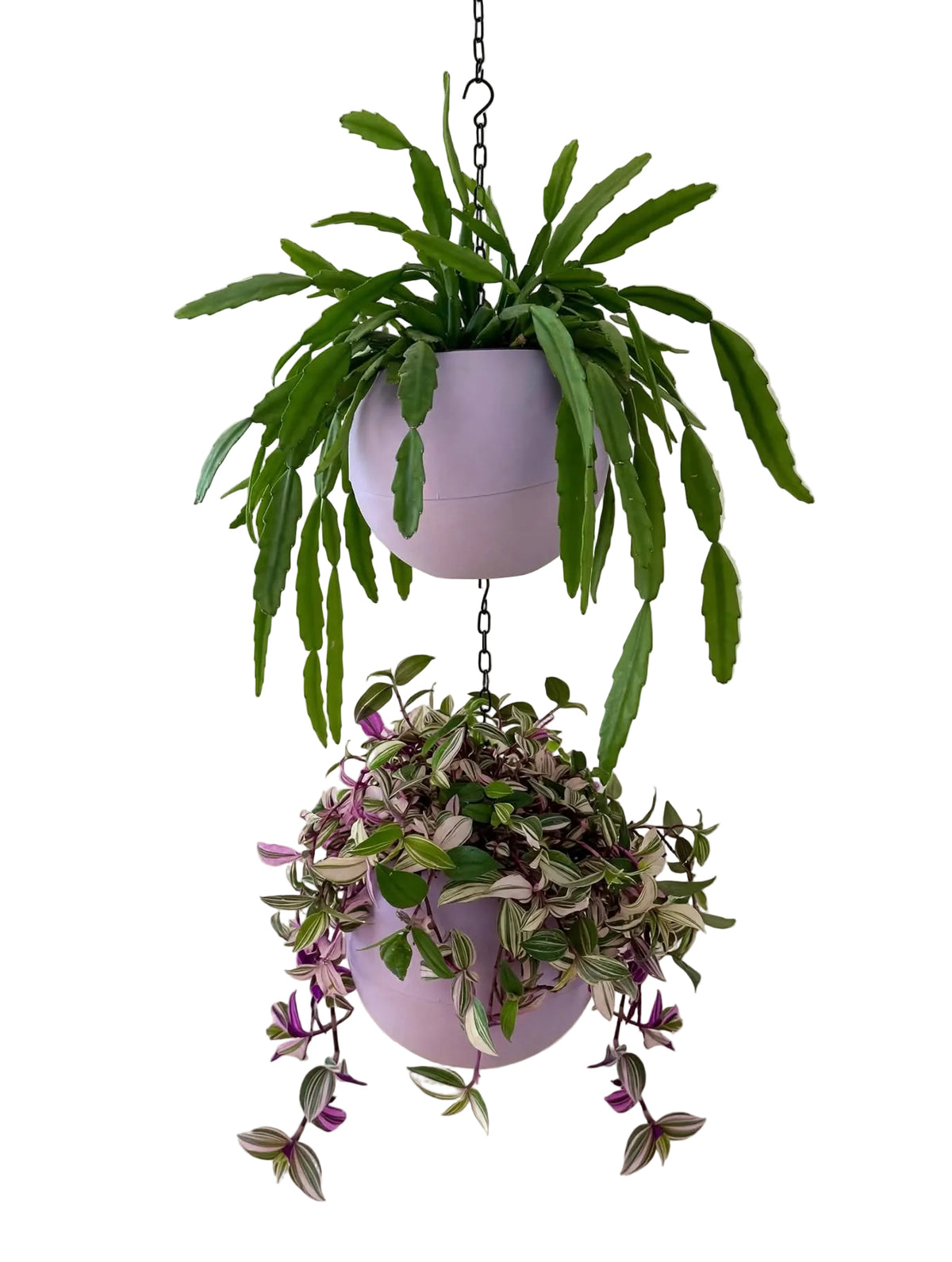 Globee Lilac