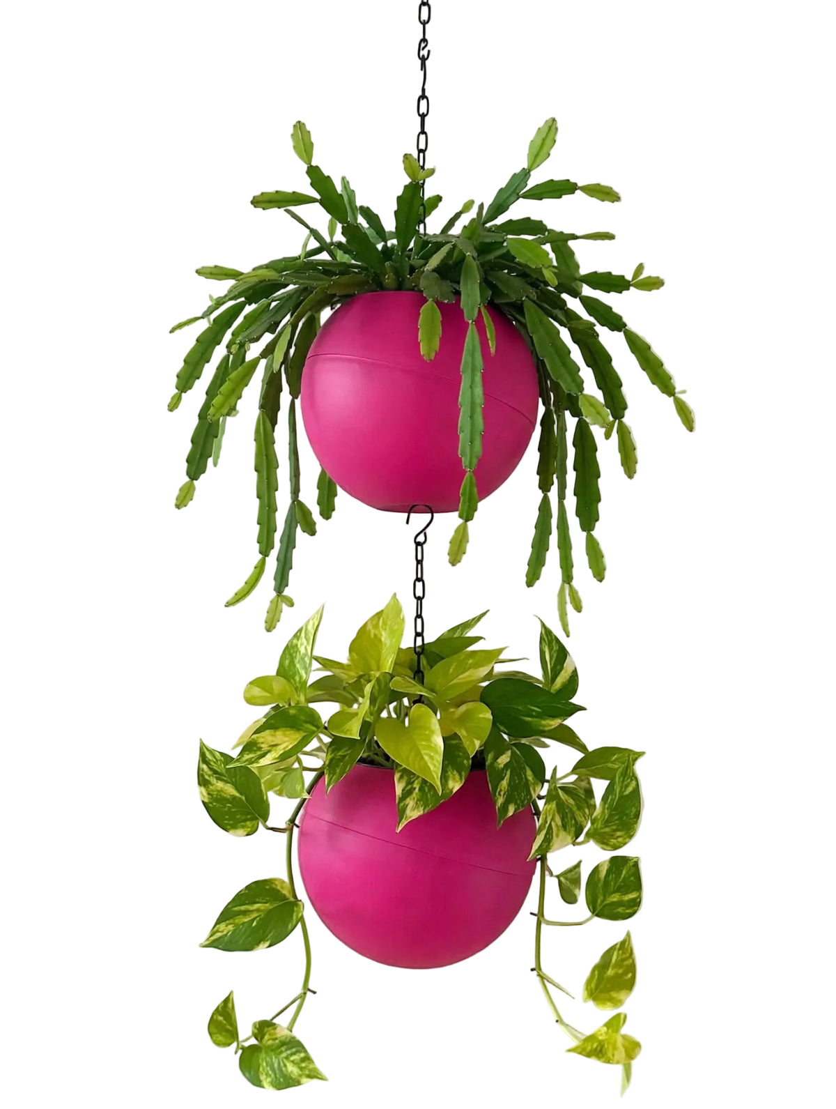 Globee Pink