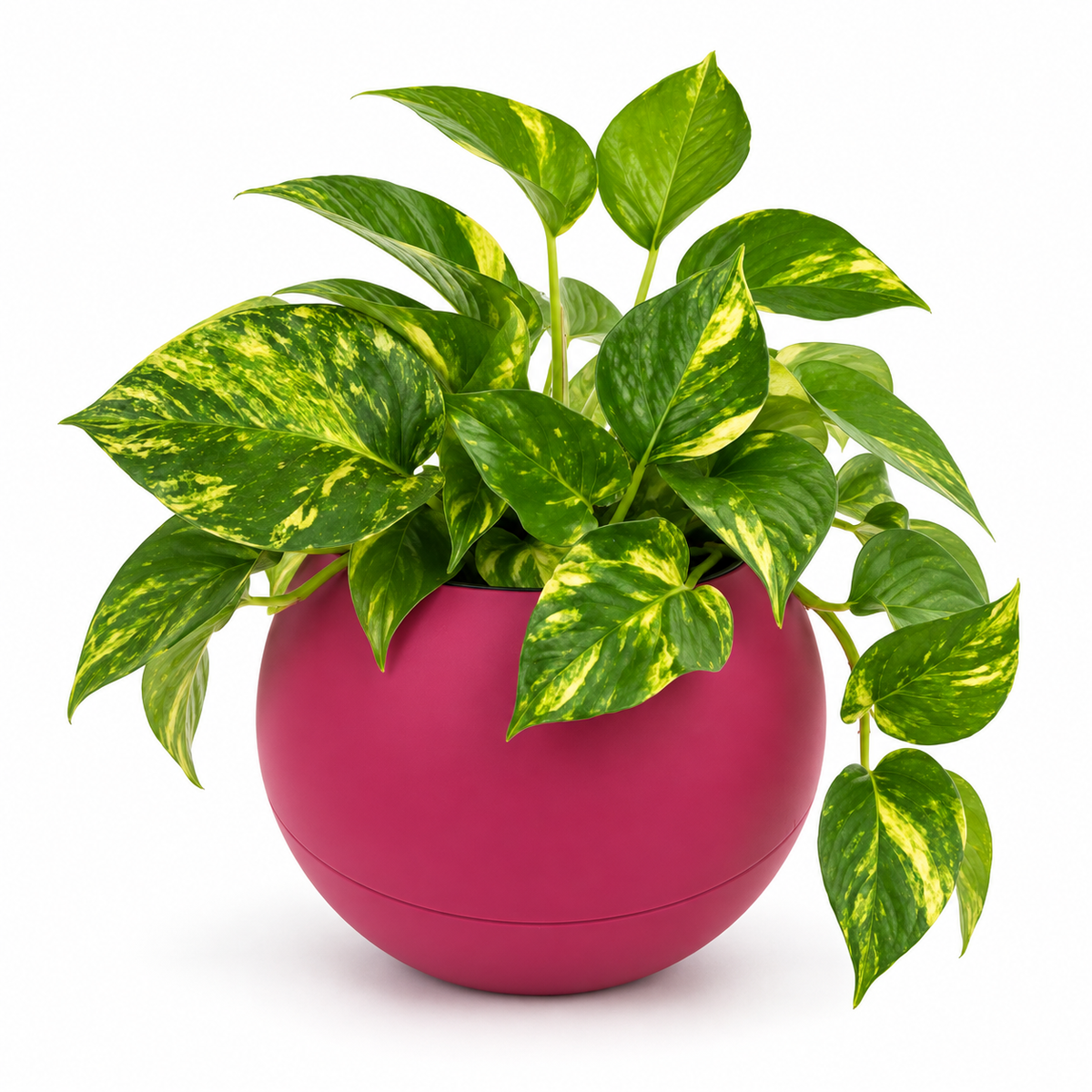 Globee Pink 
