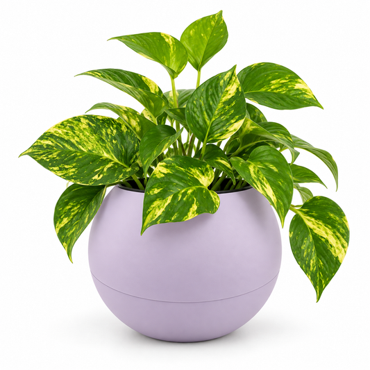 Globee Lilac