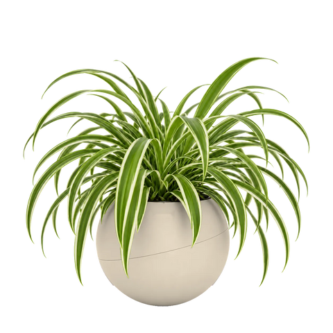 Chlorophytum in a Globee Sand