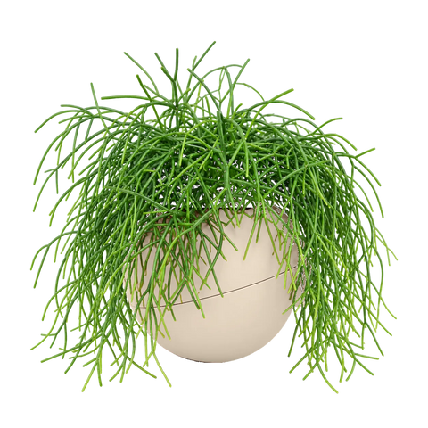 Rhipsalis baccifera in a Globee Sand