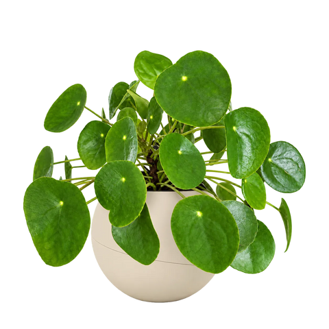 Pilea in a Globee Sand