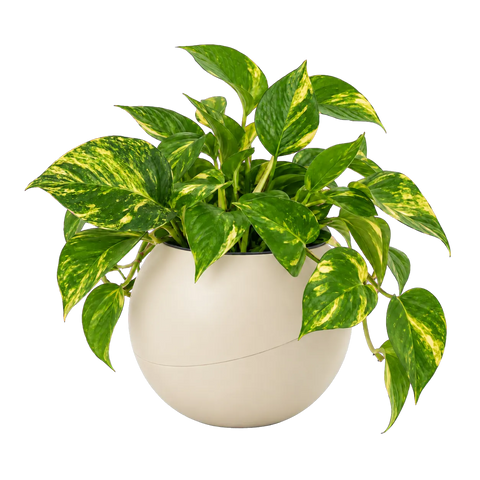 Epipremnum in a Globee Sand
