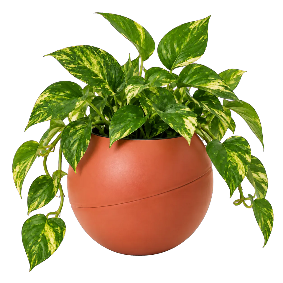 Epipremnum in een Globee Terracotta