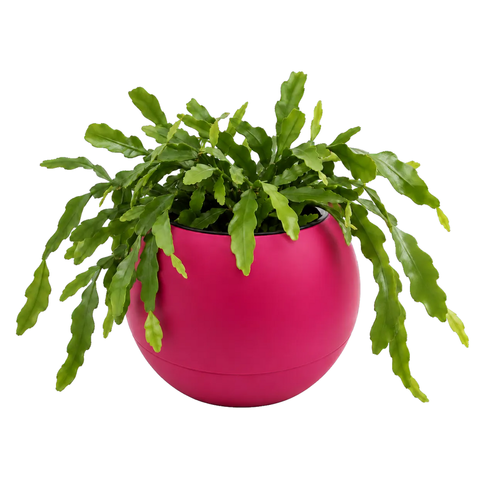 Globee met plant in een glanzende, felroze bolvormige pot met een weelderige groene plant met lange bladeren.