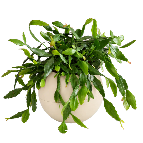 Rhipsalis in a Globee Sand