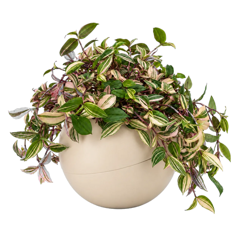 Tradescantia in a Globee Sand