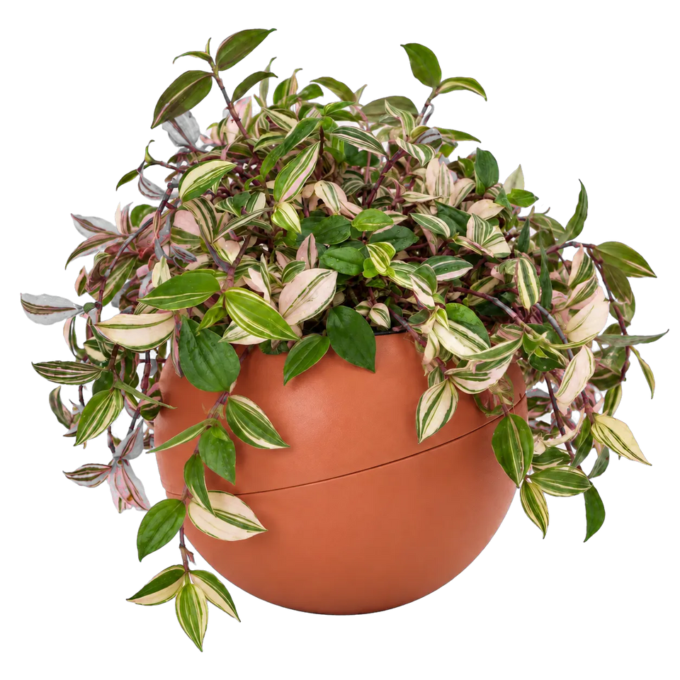 Globee met plant in een ronde terracotta pot, gevuld met weelderig groen en bont blad in groen, crème en roze.
