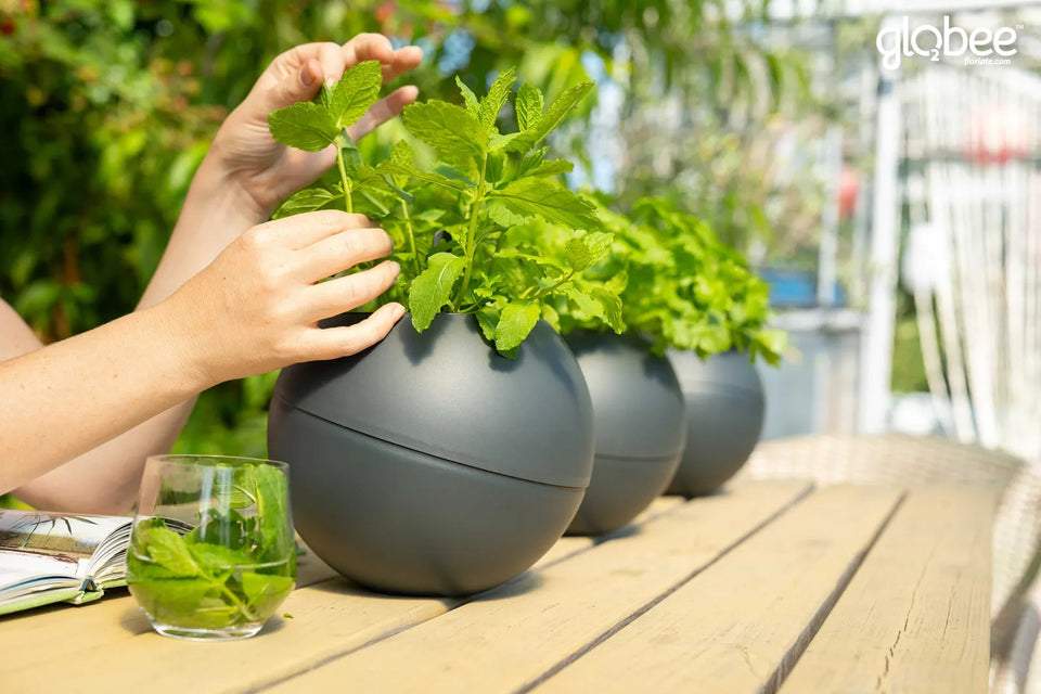 Handen planten kruiden in een Globee Antraciet op een houten tafel