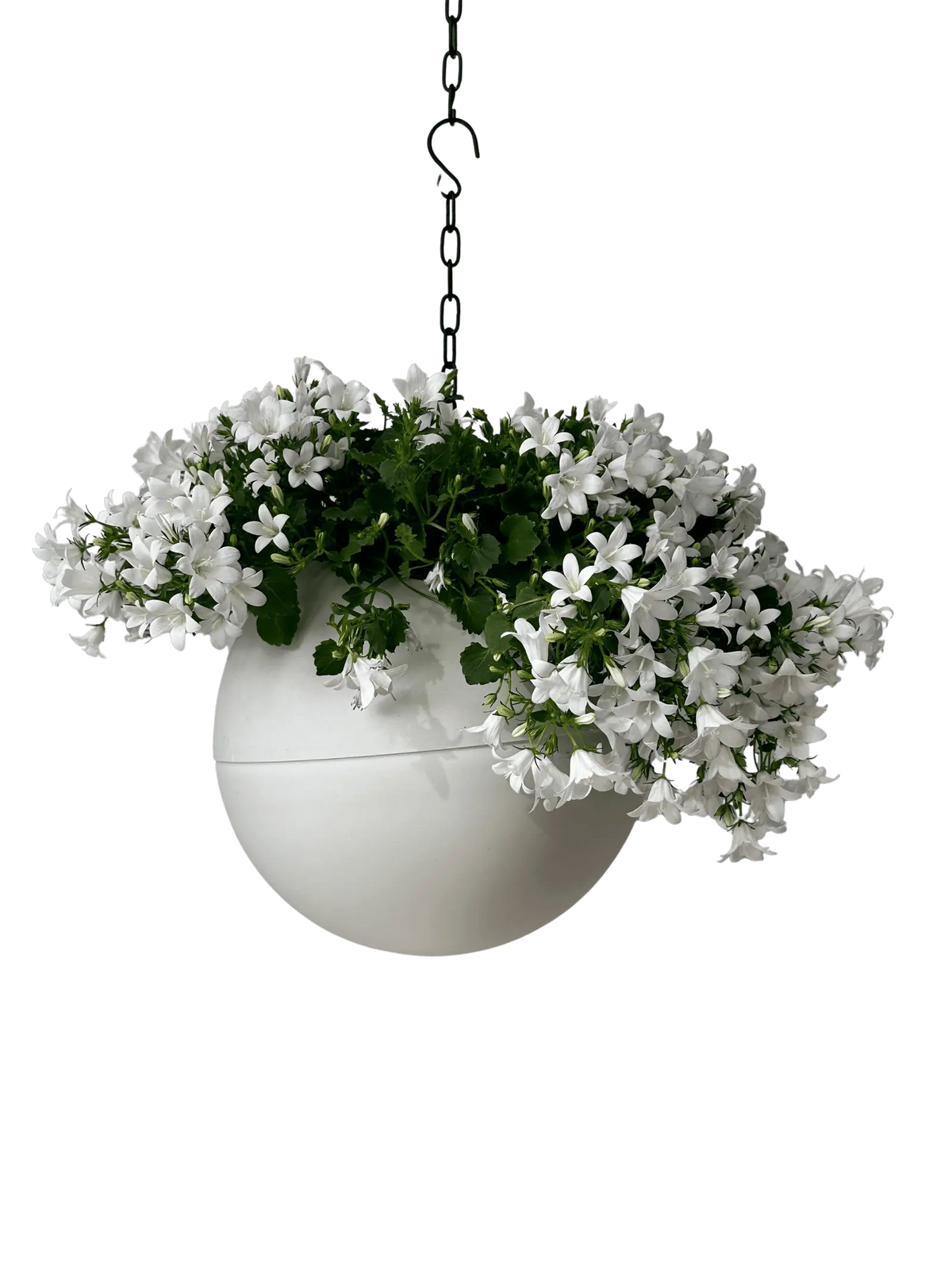 Globee {{ color }} met witte bloemen aan de zwarte ketting met haak