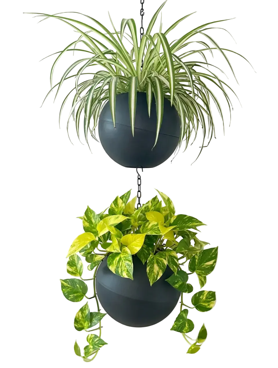 Twee Globees Antraciet met hangplanten, onder elkaar aan een ketting