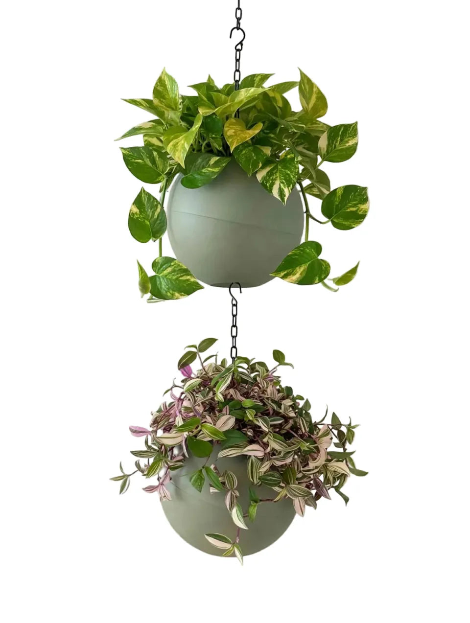 Twee Globees Olive met hangplanten, onder elkaar aan een ketting